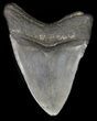 Bargain Megalodon Tooth - South Carolina #47222-1